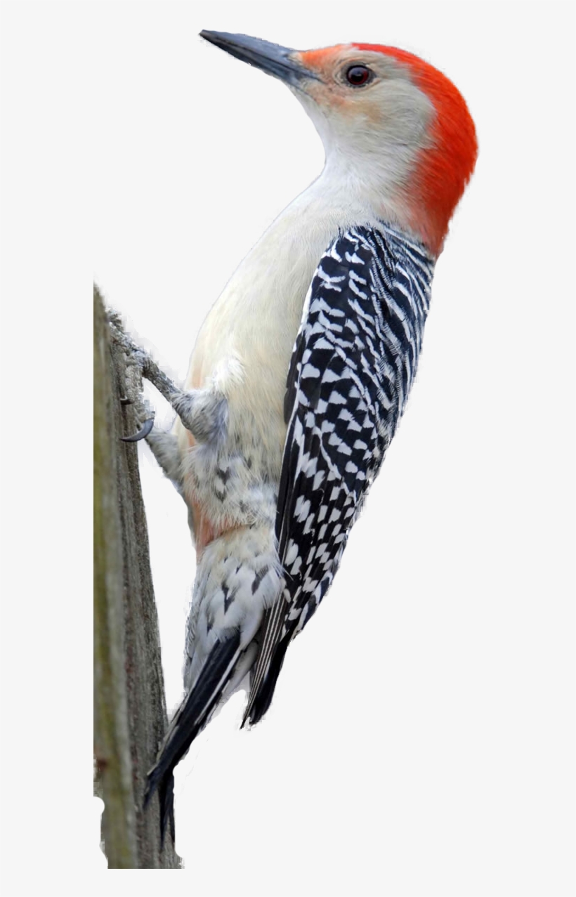 Woodpecker Png Hd - Red Bellied Woodpecker, transparent png download