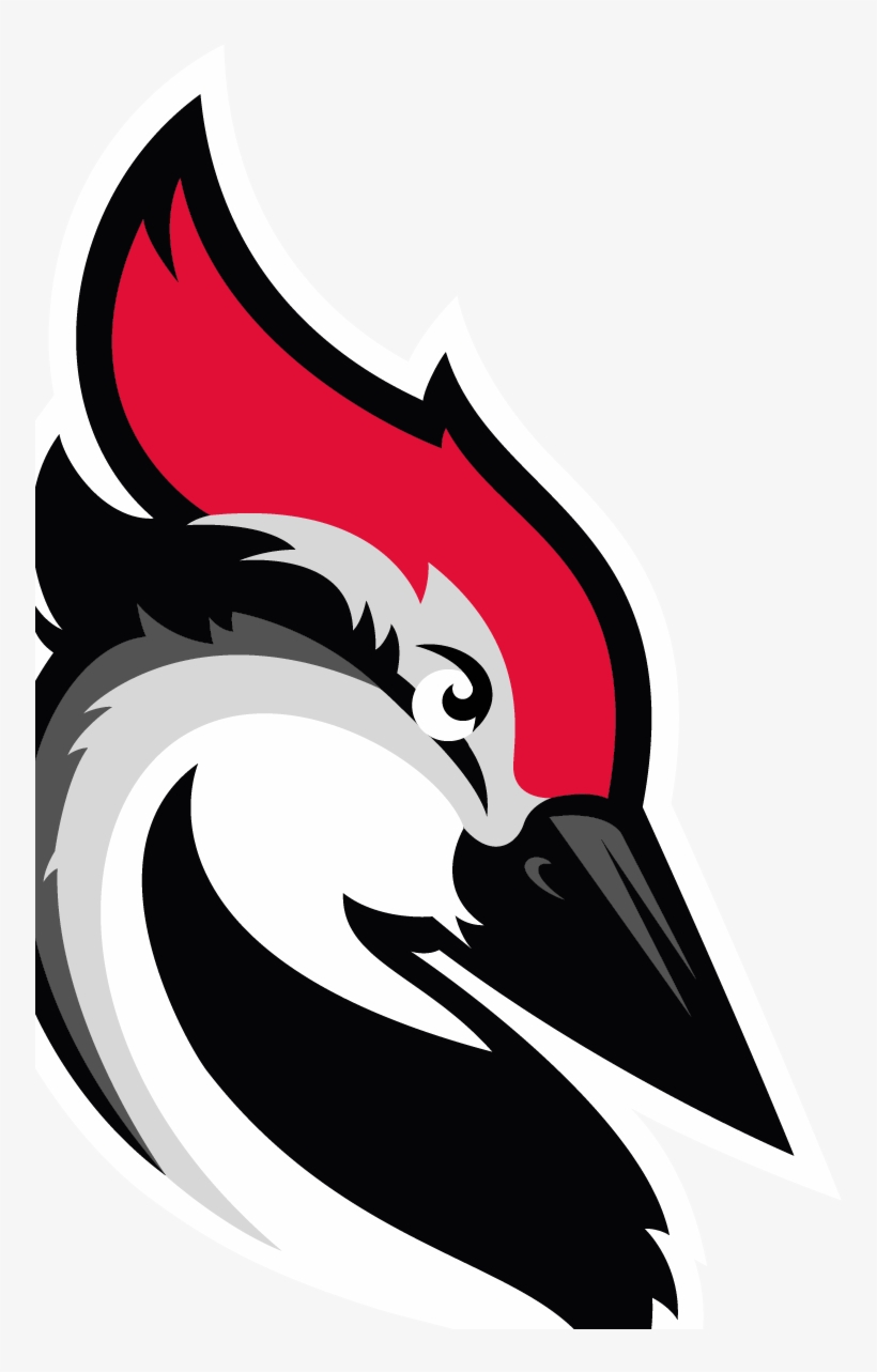 Woodpecker Iamge Woodpecker Iamge - Woodpecker, transparent png download