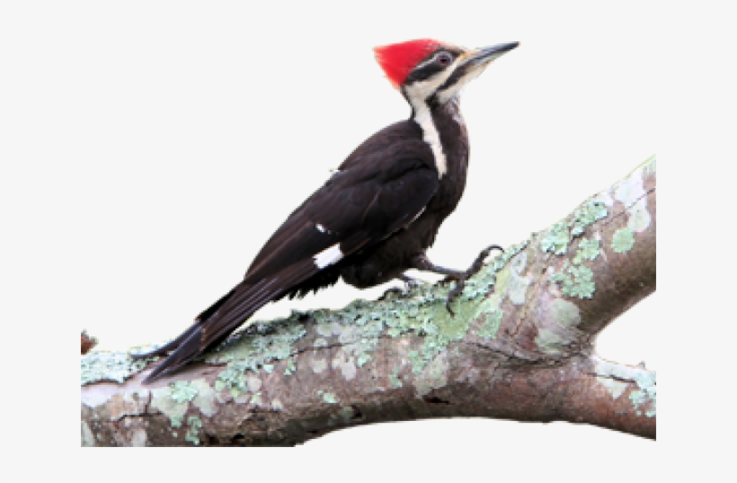 Woodpecker Png Transparent Images - Woodpecker, transparent png download