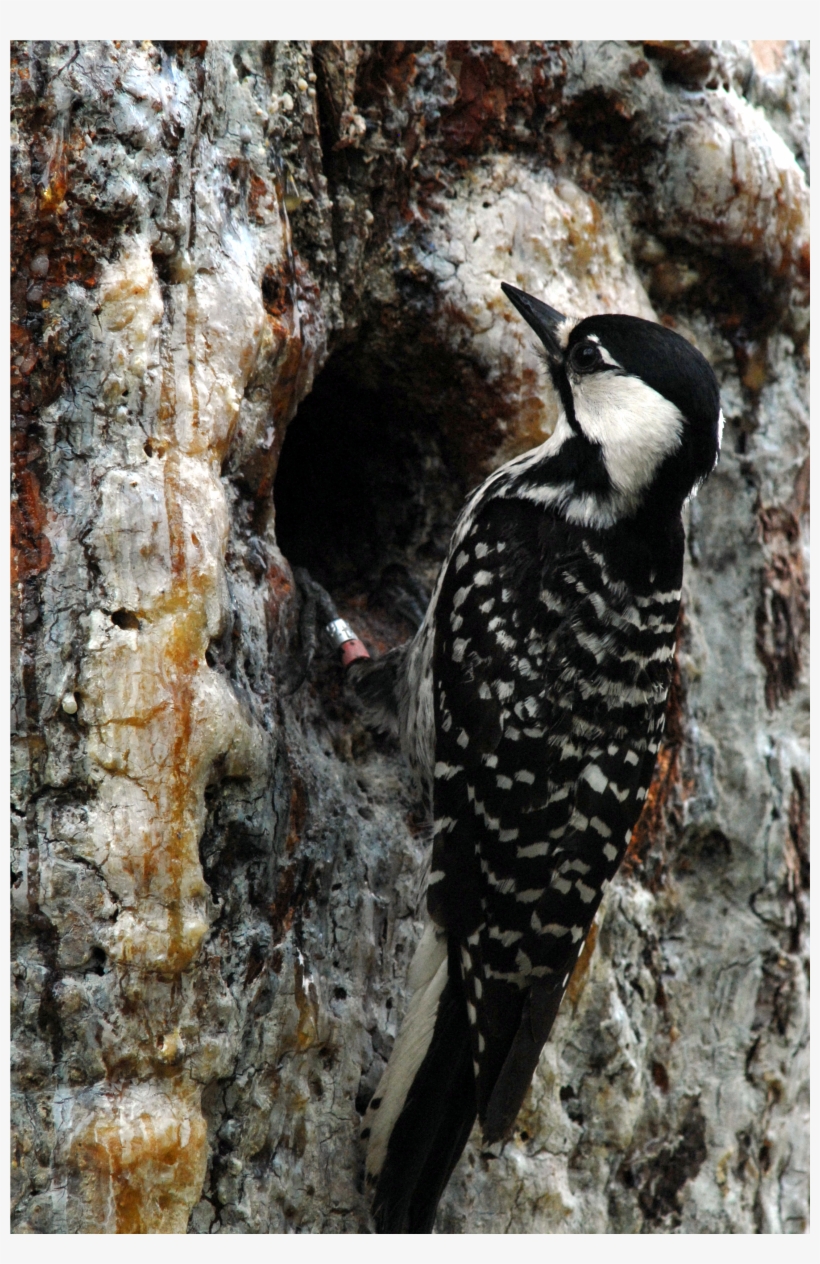 Protecting The Red-cockaded Woodpecker In Apalachicola, transparent png download