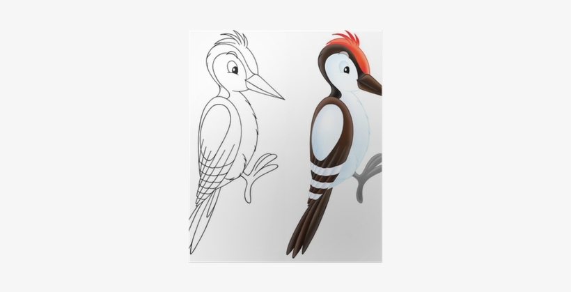 Woodpecker, transparent png download