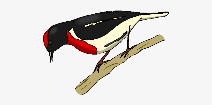 Woodpecker, transparent png download