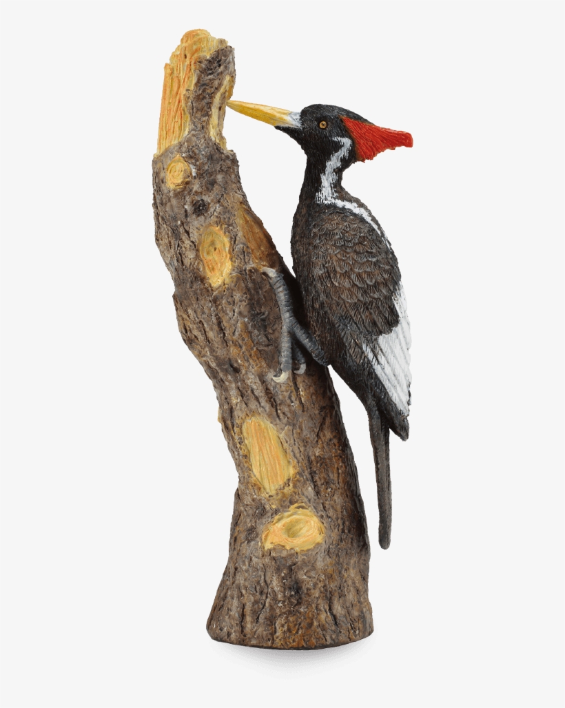 Collecta - Ivory-billed Woodpecker 88802, transparent png download