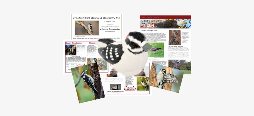 Downy Woodpecker Package - Wild Republic Wr18220 Downy Woodpecker, transparent png download