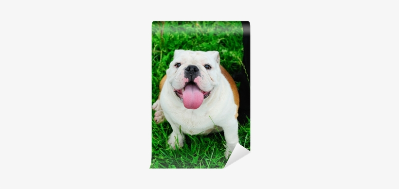 Bulldog, transparent png download