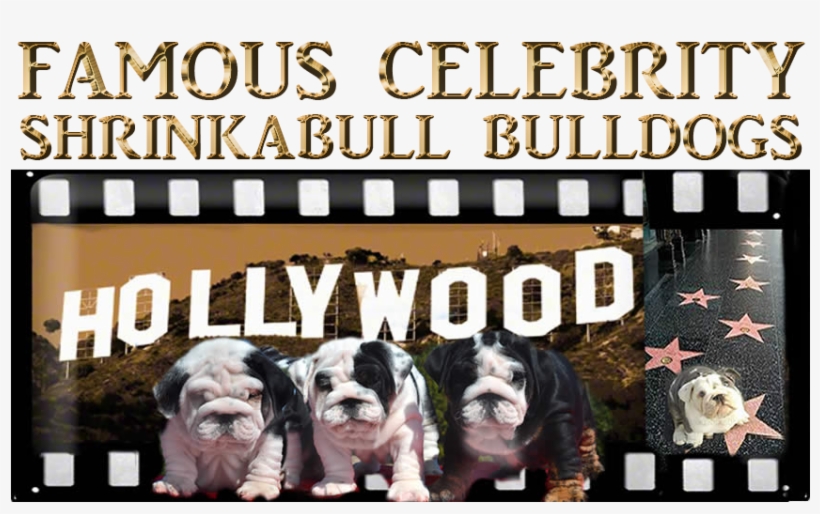 Famous Celebrity Shrinkabull Bulldogs Puppy Photos - Hollywood Sign, transparent png download