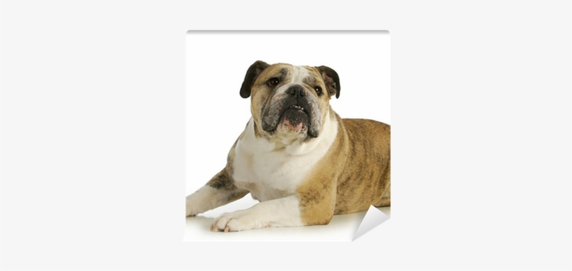 Olde English Bulldogge, transparent png download