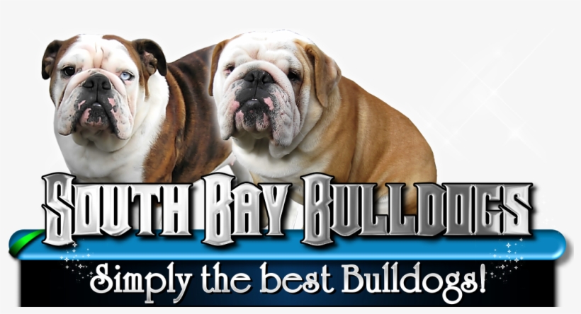 Best Bulldog Puppies For Sale - Bulldog, transparent png download