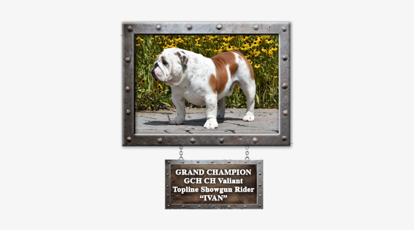 Bulldog, transparent png download