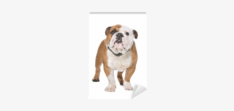 Bulldoggen-tasse - Mit Zwei Bildern Und Einem Kaffeetasse, transparent png download