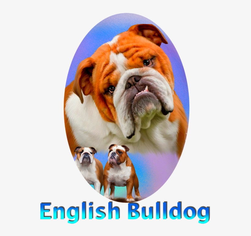 Click And Drag To Re-position The Image, If Desired - English Bulldog Throw Blanket, transparent png download
