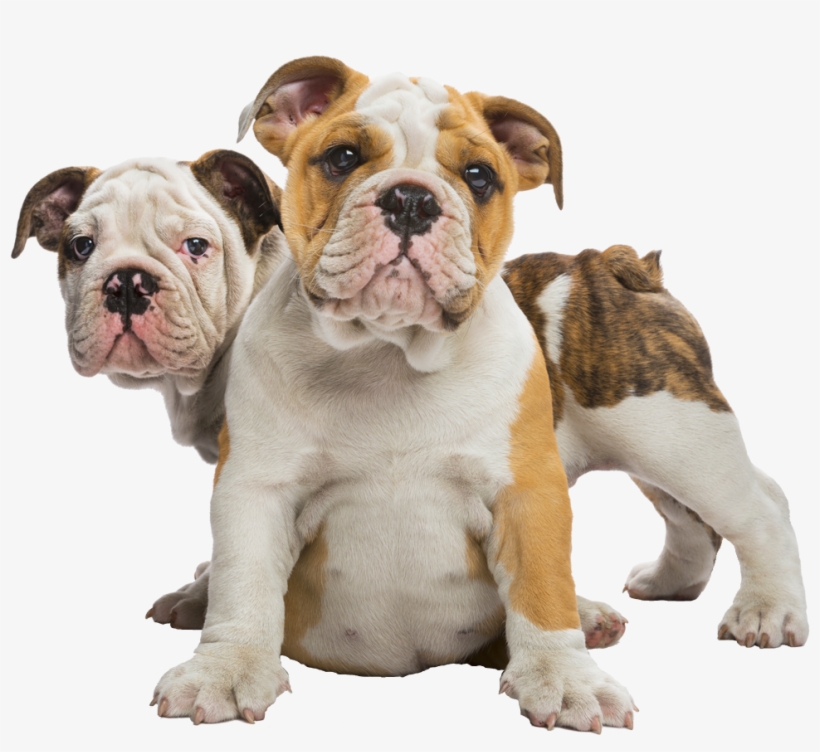 Welcome To Family Bulldoggies - Bulldog Puppies 2016 Wall Calendar, transparent png download