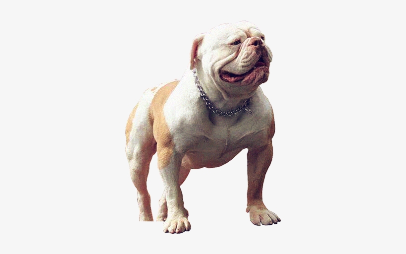 Buffdogs Nino Of Quan Will Bulldogs - Will County, Illinois, transparent png download