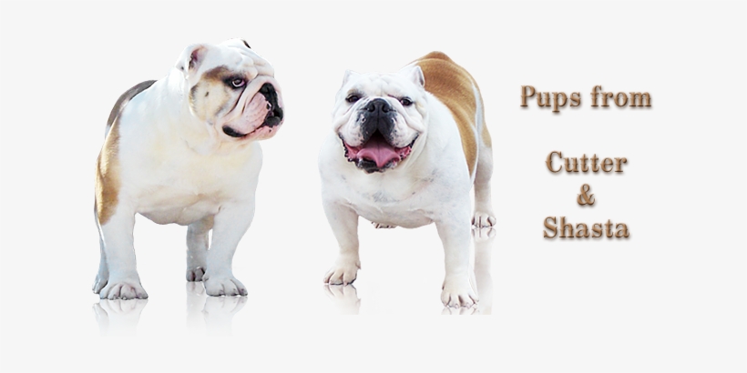 *** D Bar L English Bulldog Ranch *** - Olde English Bulldogge, transparent png download