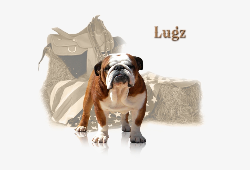 *** D Bar L English Bulldog Ranch *** - Border Collie Western Ornament (round), transparent png download