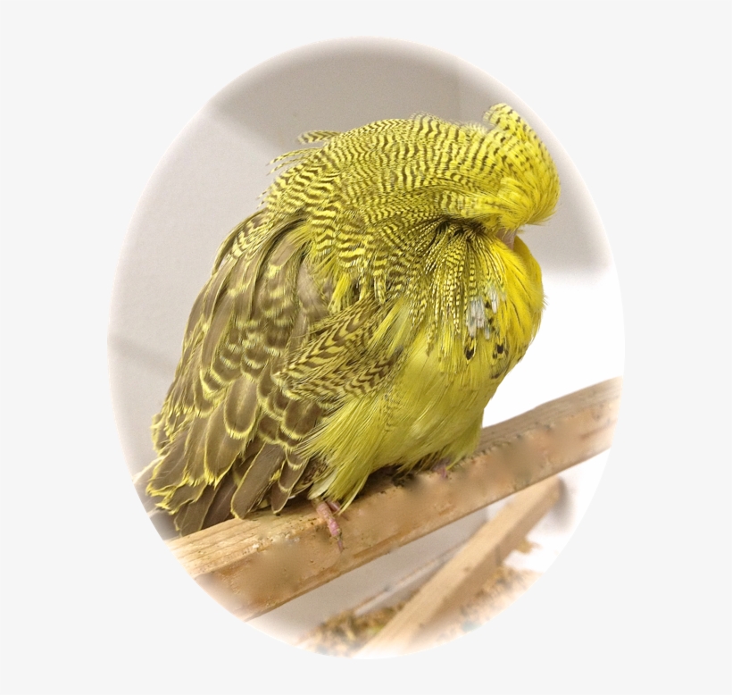 Idealinbudgies@me - Com - Budgie, transparent png download