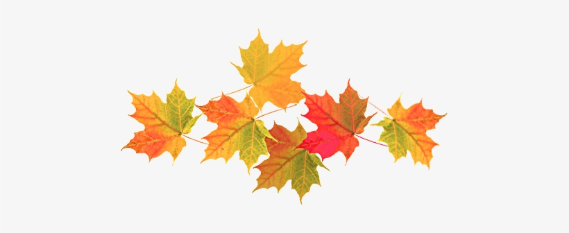 Of Course Some Of Us Here Being Good Scots, We Wholeheartedly - Autumn Leaf, transparent png download