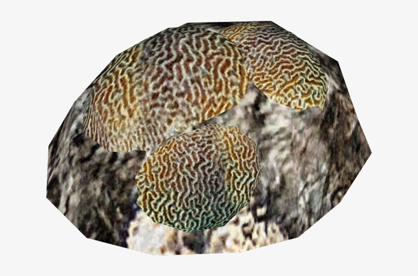 Brain Coral - Stony Coral, transparent png download