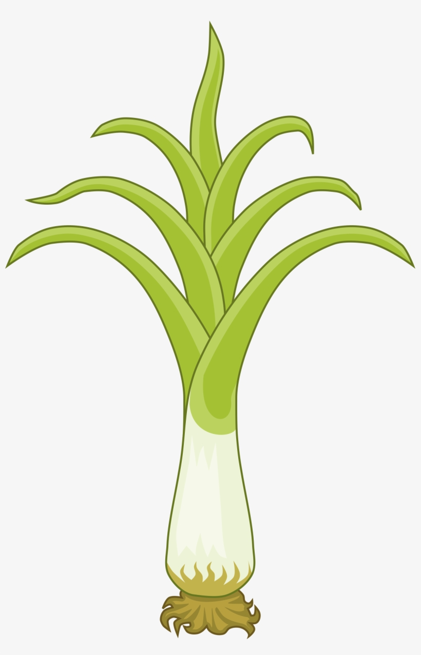 Open - Welsh Leek, transparent png download