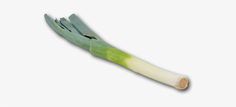 Holland Leek - Canoe, transparent png download
