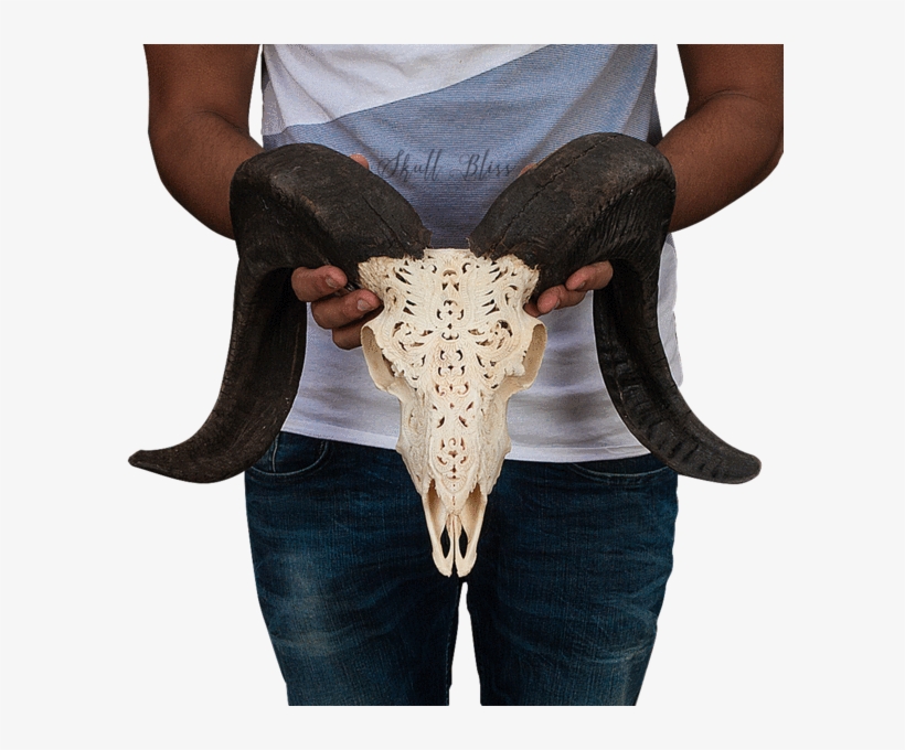 Carved Ram Skull - Skull, transparent png download