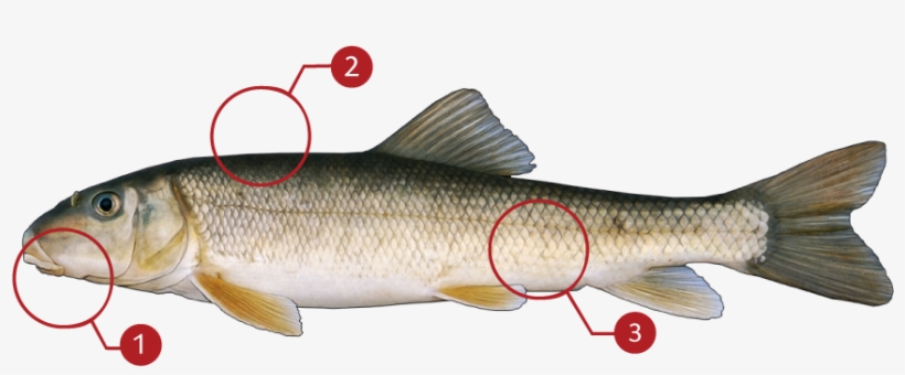 How To Identify A White Sucker - White Sucker, transparent png download