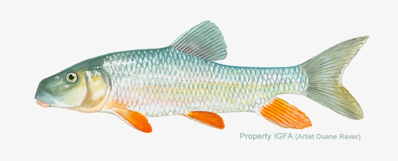 Catostomidae Family - Silver Redhorse, transparent png download