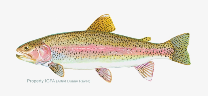 Rainbow Trout, transparent png download