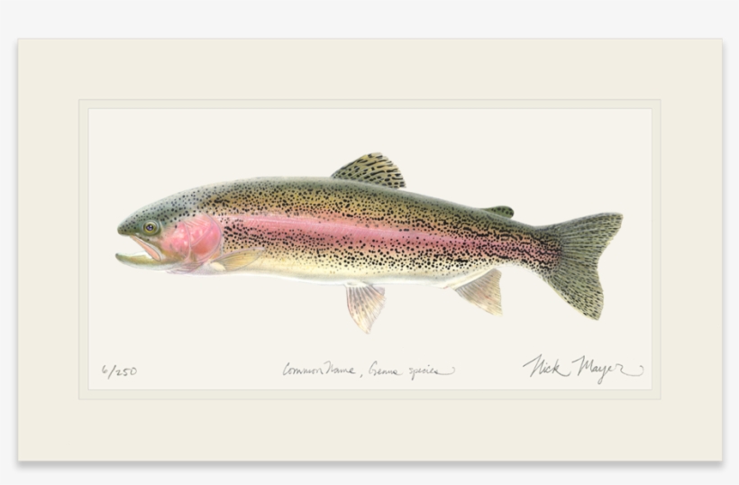 Rainbow Trout, transparent png download