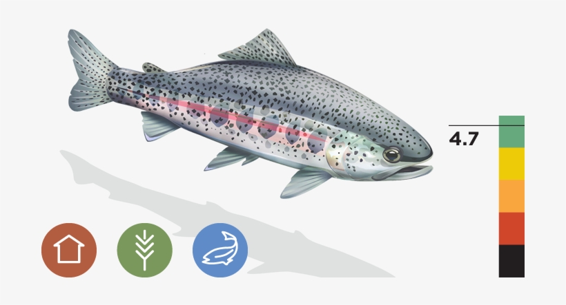 Coastal Rainbow Trout - California Rainbow Trout, transparent png download