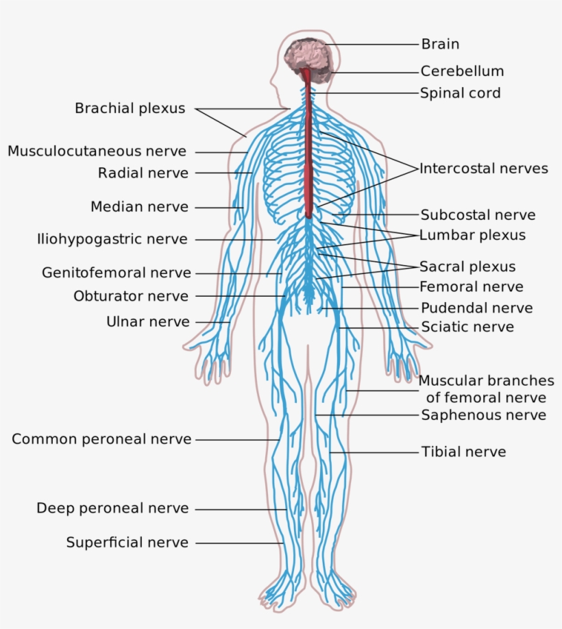 Nerves Of The Body, transparent png download