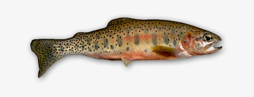 Westslope Cutthroat Trout Credit - Montana State Fish, transparent png download