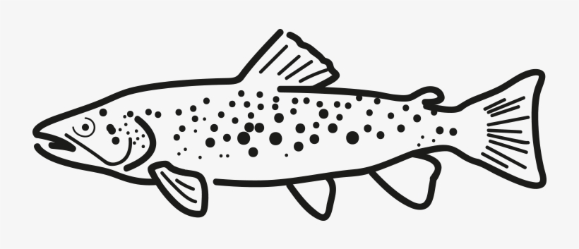 Rainbow Trout - Trout, transparent png download