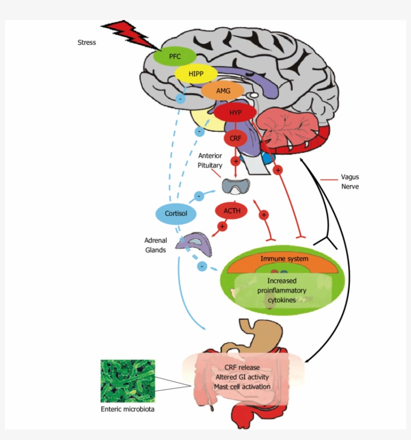 The Central Nervous System And Enteric Nervous System - Durchlässiger Darm, transparent png download