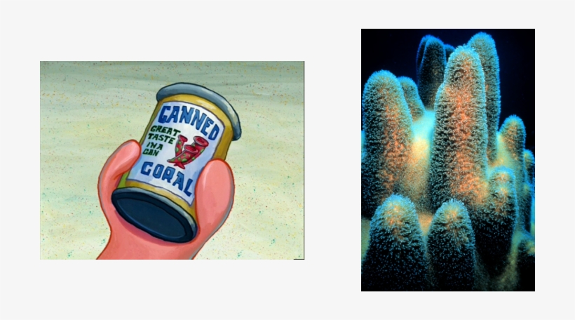 The Coral Has The One Of The Simplest Nervous Systems - Studies In Viral Ecology: Animal Host Systems Volume, transparent png download