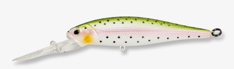 Rainbow Trout, transparent png download