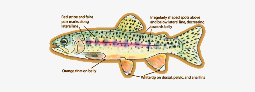 Kern River Rainbow Trout, transparent png download