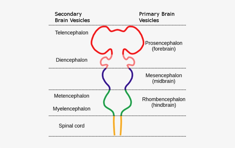 The Twelve Cranial Nerves Innervate The Head And Face, - Forebrain Classification, transparent png download