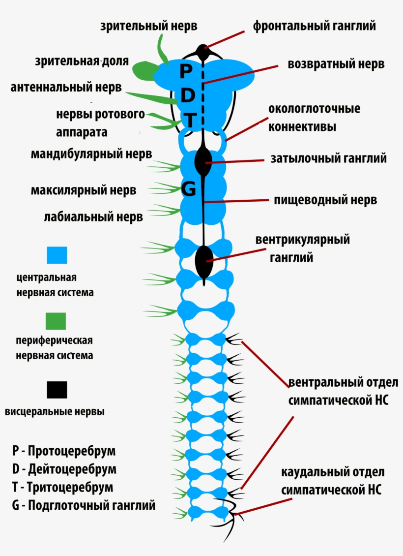 Enterprise Nervous System - Nervous System Of Insects, transparent png download