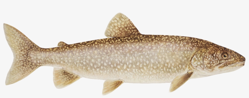 Monterey Bay Aquarium Trout, transparent png download