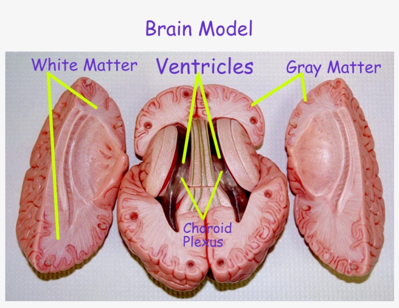 Colored Lobes - Biology, transparent png download