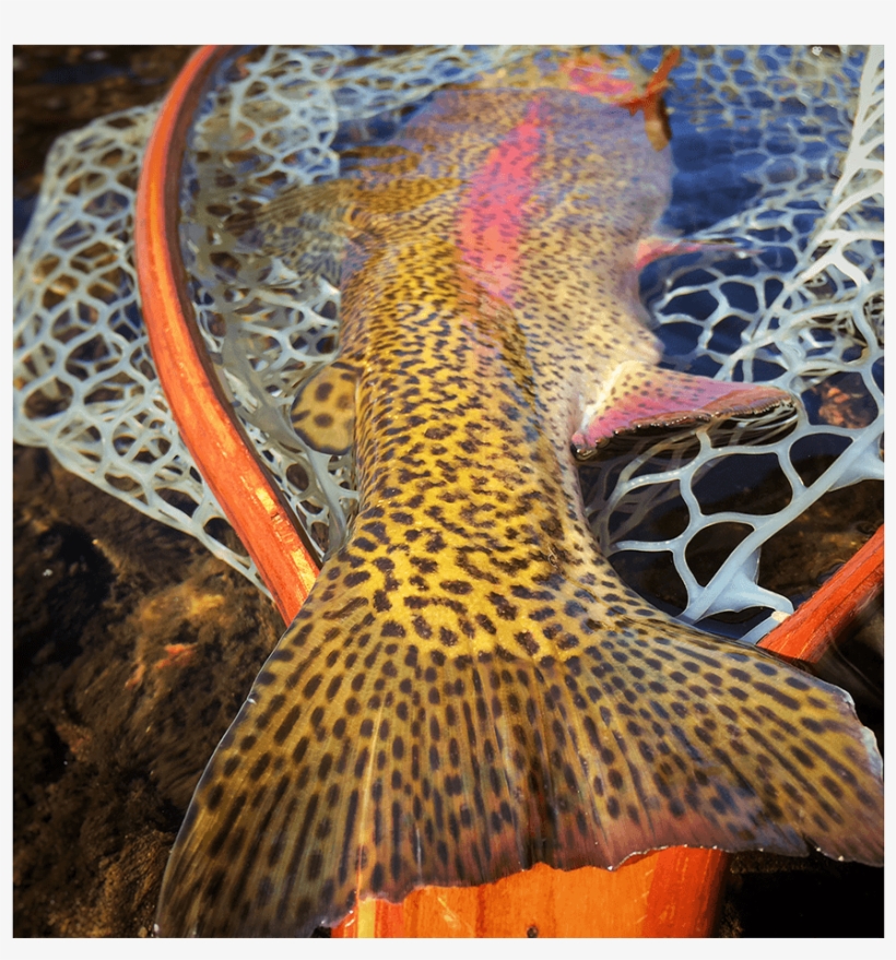 This Rainbow Is Fully Submerged Except For The Tail - Fishing, transparent png download