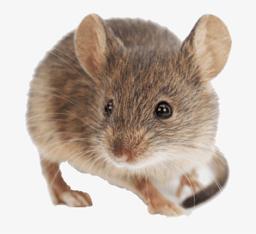 Free Png Mouse Png Images Transparent - Mus Musculus, transparent png download