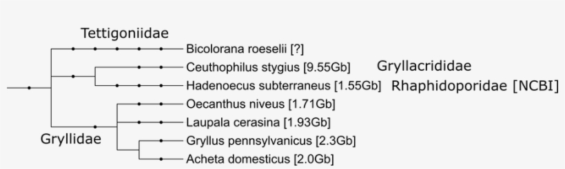 Unwelcome Mole Crickets Are Unwelcome In Ncbi Apparently, - Number, transparent png download