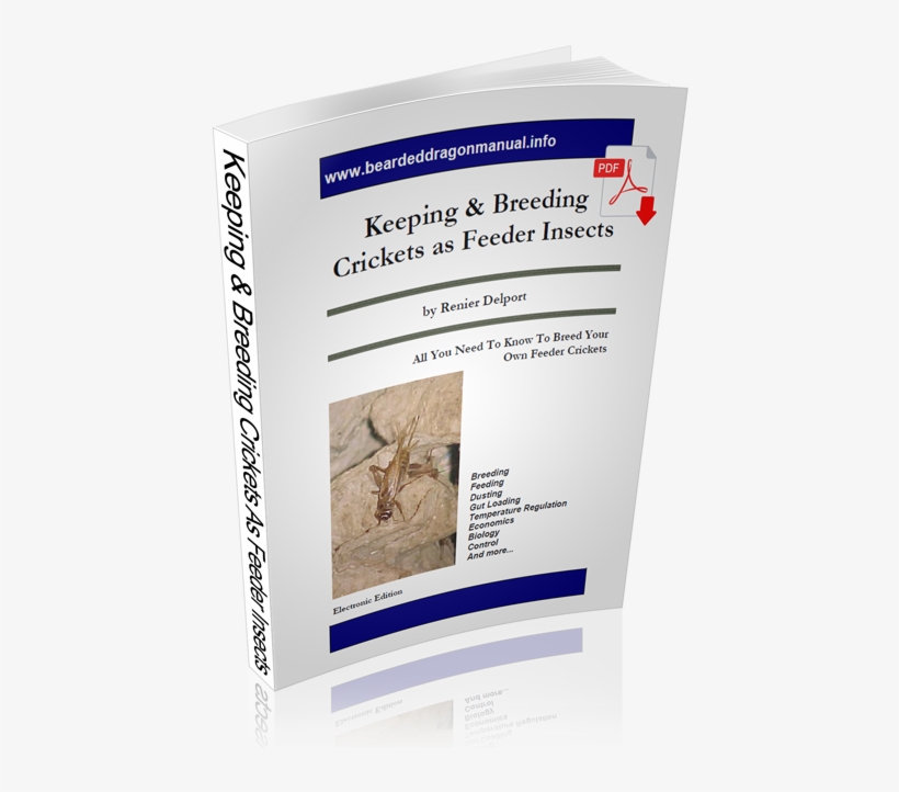 Keeping And Breeding Crickets As Feeder Insects - Insect, transparent png download