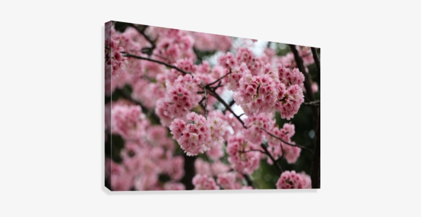 Sakura Art - Cherry Blossom, transparent png download