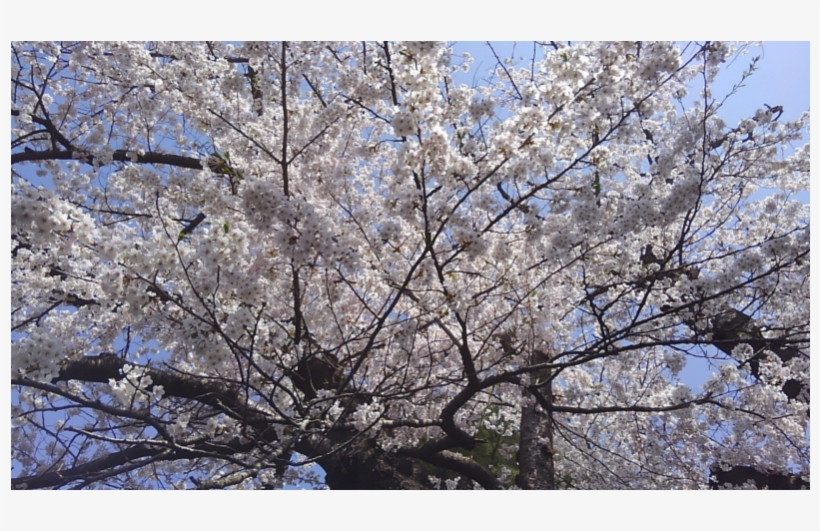 See More - Cherry Blossom, transparent png download