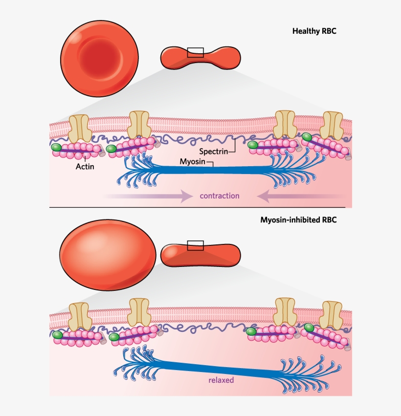 In A Pinch - Red Blood Cell, transparent png download
