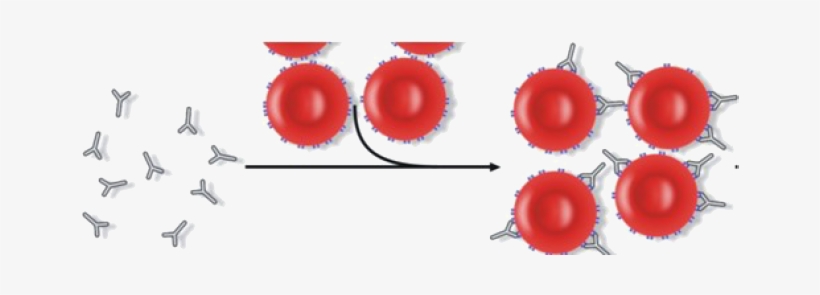 Red Blood Cells With Antibodies, transparent png download