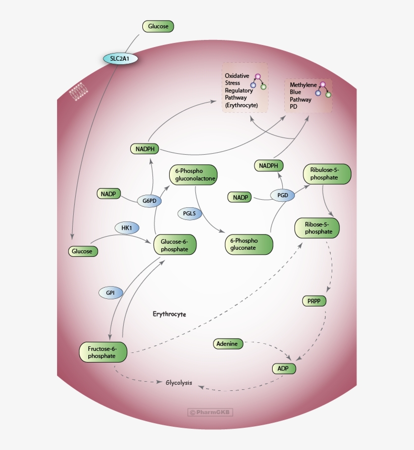Pentose Phosphate Pathway , Pharmacodynamics Diagram - Pentose Phosphate Pathway Rbc, transparent png download